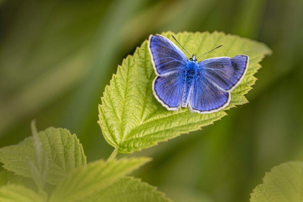 A small blue butterfly sitting on a green leaf